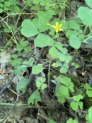 Oxalis illinoensis