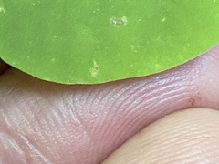 Oxalis illinoensis