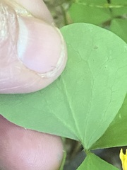 Oxalis illinoensis