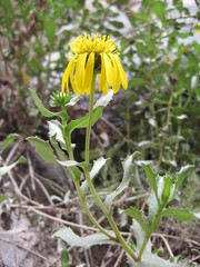 Grindelia tarapacana