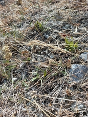 Allium strictum