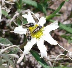 Acmaeodera quadrivittatoides