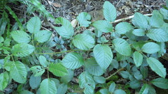 Rubus moorei