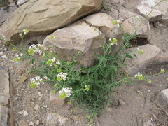 Neuontobotrys lanata