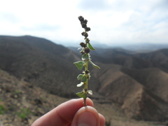 Atriplex rotundifolia