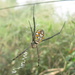 Grass Cross Spider - Photo (c) Subhajit Roy, some rights reserved (CC BY-NC-ND), uploaded by Subhajit Roy