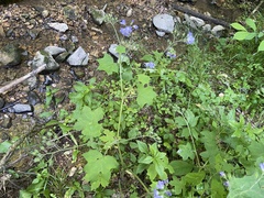 Hydrophyllum appendiculatum