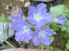Hydrophyllum appendiculatum