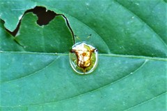 Aspidimorpha furcata