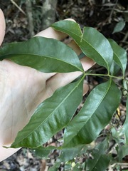 Guioa acutifolia