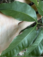 Guioa acutifolia