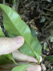 Guioa acutifolia