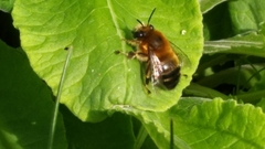 Anthophora aestivalis