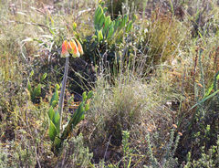 Cyrtanthus obliquus