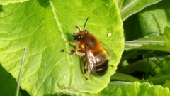 Anthophora aestivalis