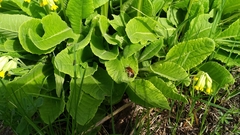 Anthophora aestivalis