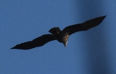 Haliaeetus leucocephalus image