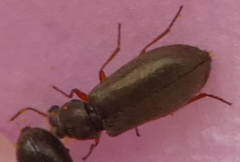 Eschatocrepis constrictus