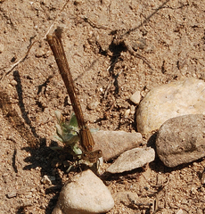 Argia sedula
