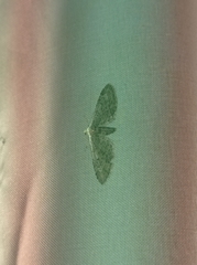 Eupithecia innotata