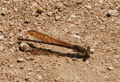 Argia sedula