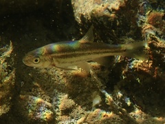 Hesperoleucus symmetricus