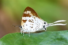 Bindahara phocides