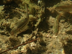 Hesperoleucus symmetricus