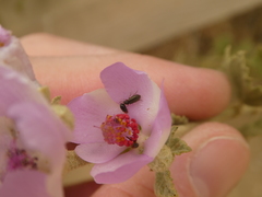 Eschatocrepis constrictus