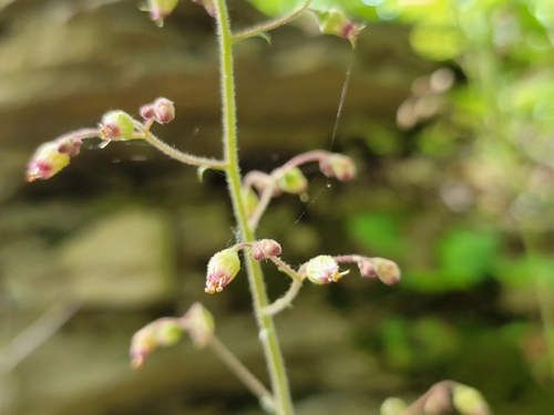 Image of Longflower Alumroot (Heuchera longiflora) by (c) Elias, some rights reserved (CC BY)