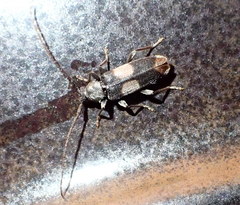 Dicentrus bluthneri