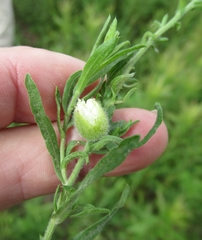Lithospermum bejariense