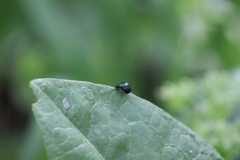 Gastrophysa cyanea