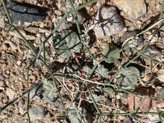 Eriogonum rotundifolium