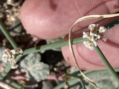 Eriogonum rotundifolium