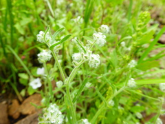 Cryptantha peruviana