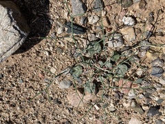 Eriogonum rotundifolium