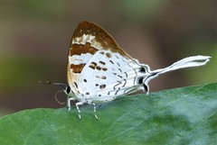 Bindahara phocides