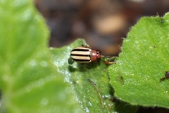 Disonycha leptolineata