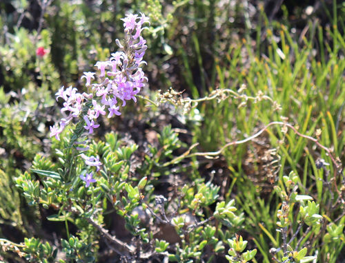 Veld Baroe (Cyphia undulata)