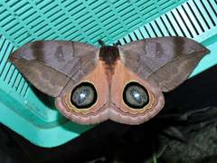 Automeris excreta