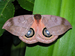 Automeris excreta
