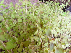 Parietaria debilis