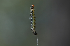 Uresiphita ornithopteralis