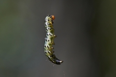 Uresiphita ornithopteralis