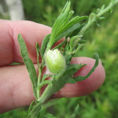 Lithospermum bejariense