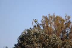 Barnardius zonarius zonarius