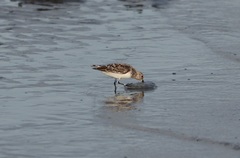 Calidris alba