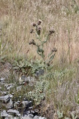 Cirsium fontinale