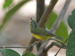 Phylloscopus soror